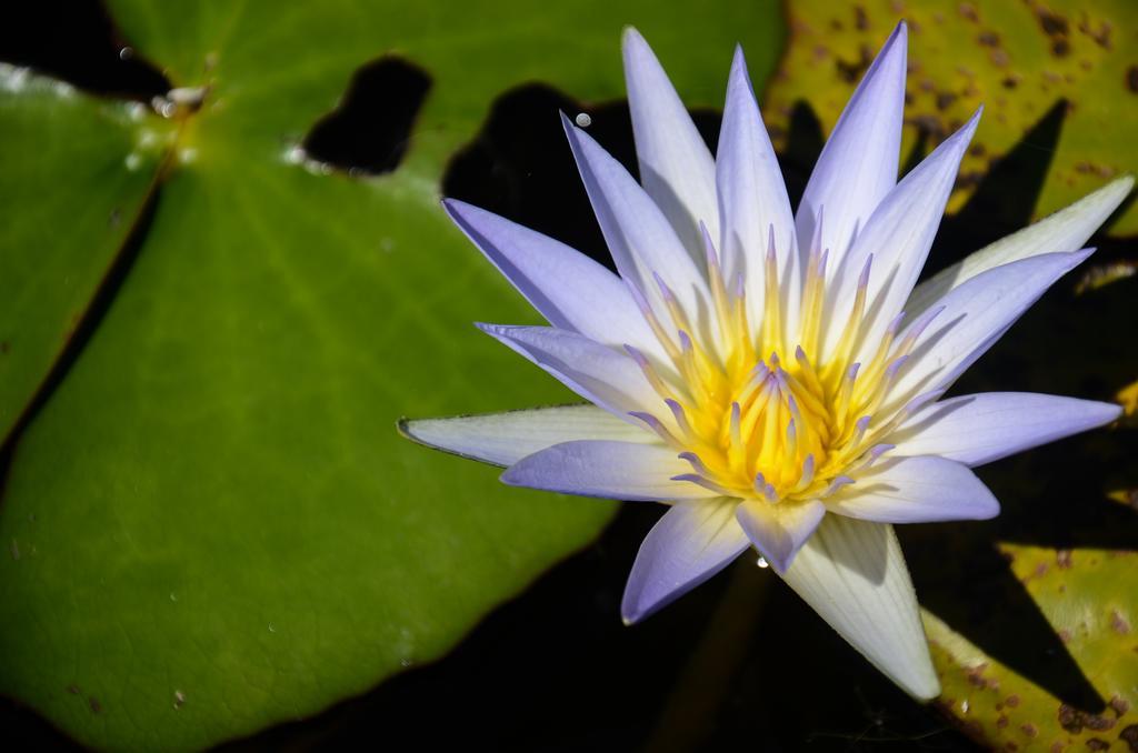 Pousada Xaxa Guarda do Embaú Exteriér fotografie